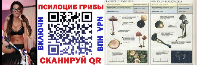 Псилоцибиновые грибы Cubensis Новомичуринск